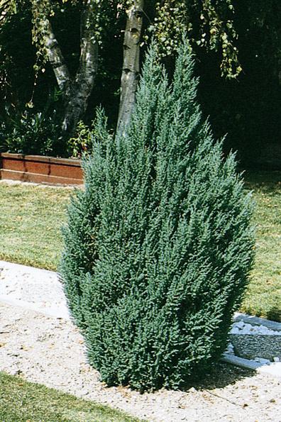 Juniper - Blue Point Columnar