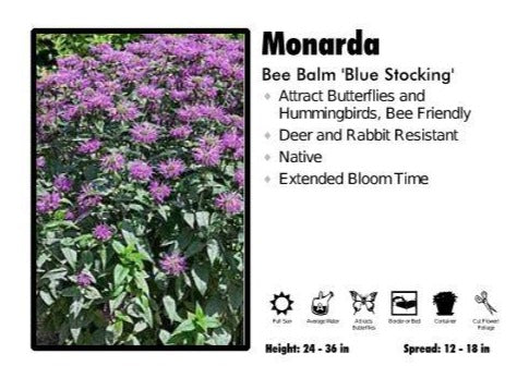 Monarda ‘Blue Stocking’ Beebalm
