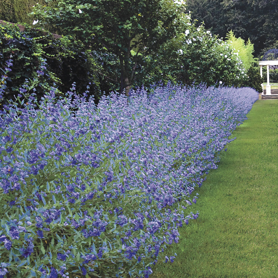 Spirea - Blue Mist Longwood Bluebeard