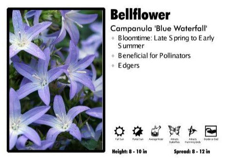 Campanula 'Blue Waterfall' Bellflower