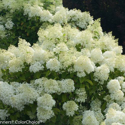 Hydrangea - Dwarf Bobo