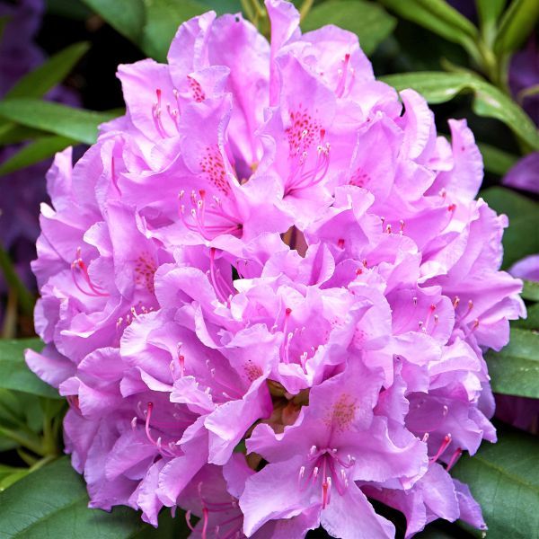 Rhododendron - Cat Boursalt