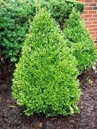 Boxwood - Green Mountain