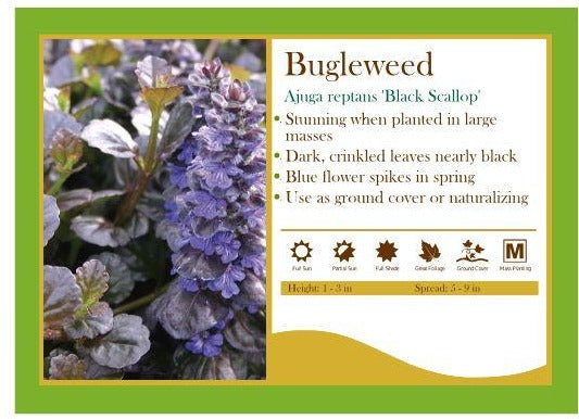 Ajuga Reptans ‘Black Scallop’ Bugle Weed