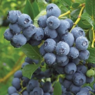 Blueberry - Duke Early
