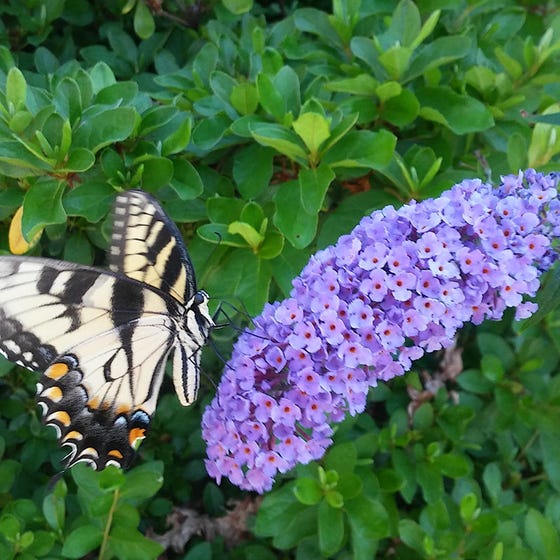 Butterfly Bush - Buzz Lavender