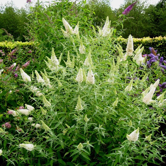 Butterfly Bush- Buzz Ivory