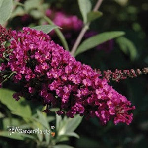 Butterfly Bush - Buzz Velvet