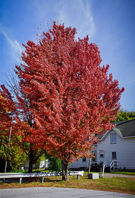 Maple - Celebration Red/Silver