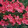 Dogwood - Cherokee Brave Red