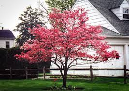 Dogwood - Cherokee Chief Red