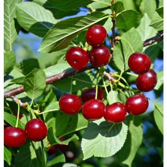 Cherry - Carmine Jewel