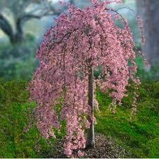 Cherry - Weeping Pink Snow Shower