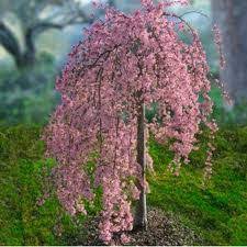 Cherry - Weeping Pink Snow Showers