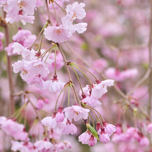 Cherry - Weeping Double Pink