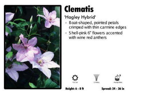 Clematis 'Hagley Hybrid'