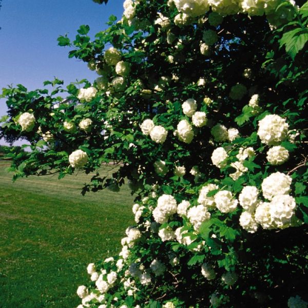 Snowball Bush
