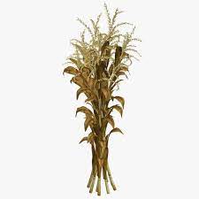 2 for 12 Corn Stalk Bundle