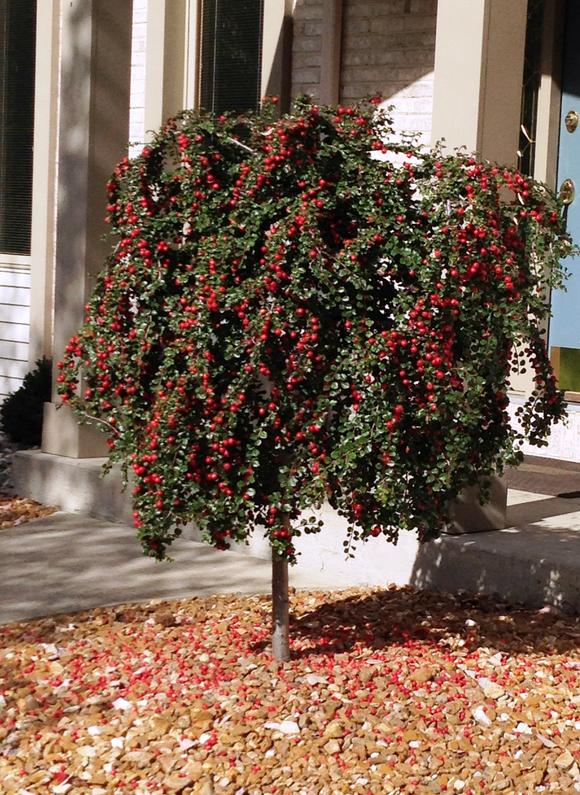 Cranberry - Cotoneaster