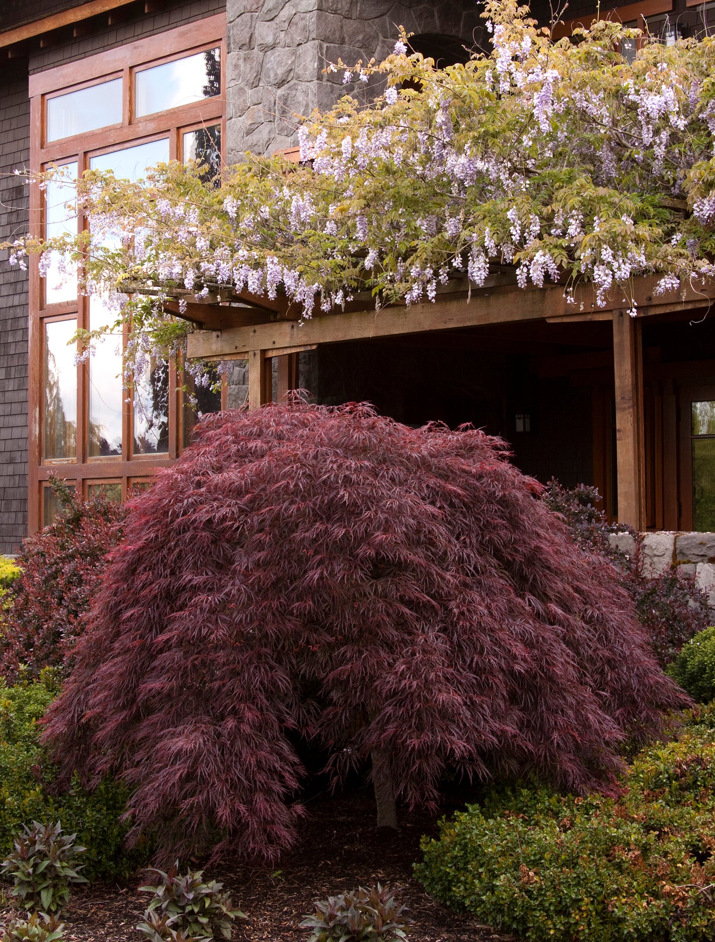 Japanese Maple - Weeping Crimson Queen