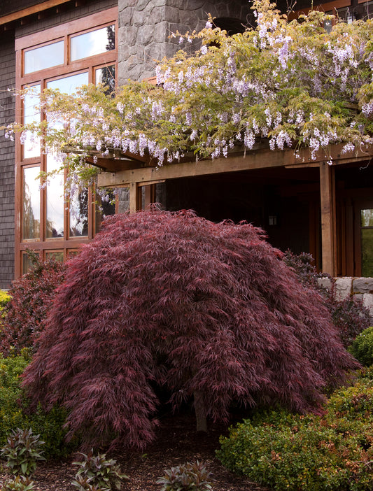 Japanese Maple - Weeping Crimson Queen