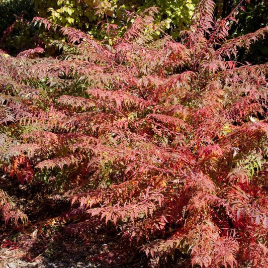 Sumac - Cutleaf Staghorn