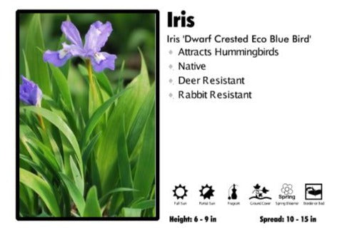 Iris 'Dwarf Crested Eco Blue Bird' Iris