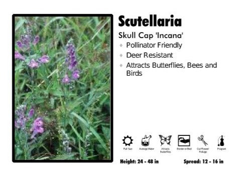 Scutellaria 'Incana' Skull Cap