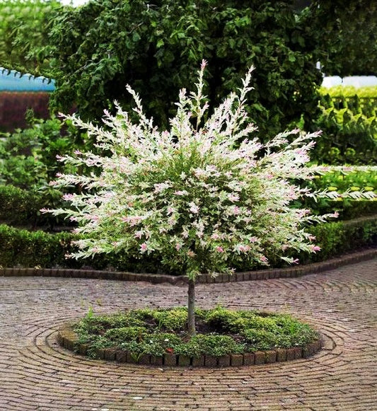 Willow - Hakuro Nishiki