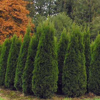 Arborvitae - Dark Green