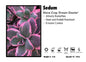 Sedum 'Dream Dazzler' Stone Crop