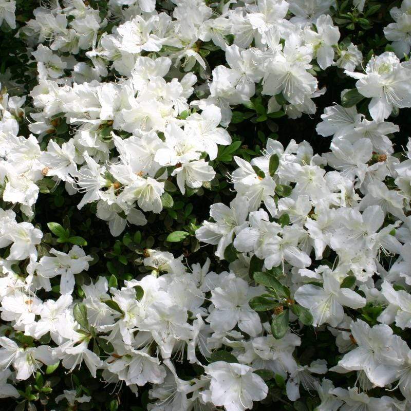 Azalea - Delaware Valley White