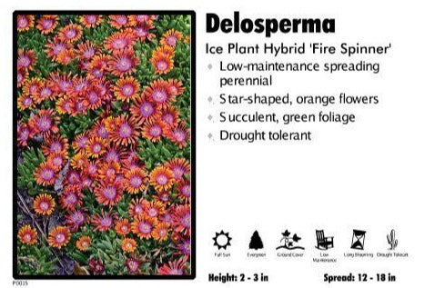 Delosperma 'Fire Spinner' Ice Plant