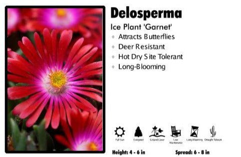 Delosperma 'Jewel of the Desert Garnet' Ice Plant