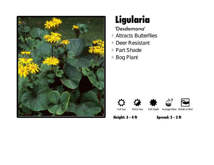 Ligularia 'Desdemona'