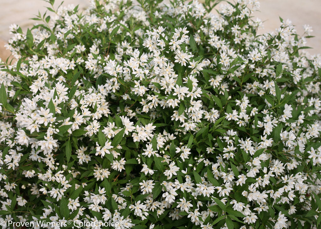 Deutzia - Yuki Snowflake