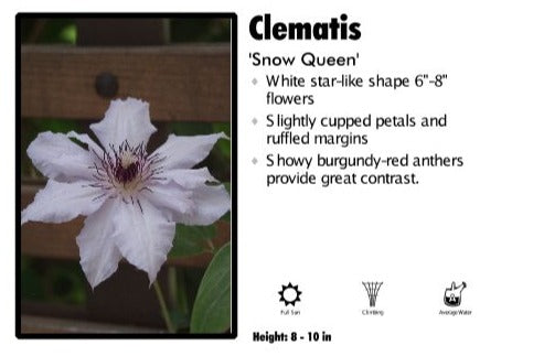 Clematis 'Snow Queen'