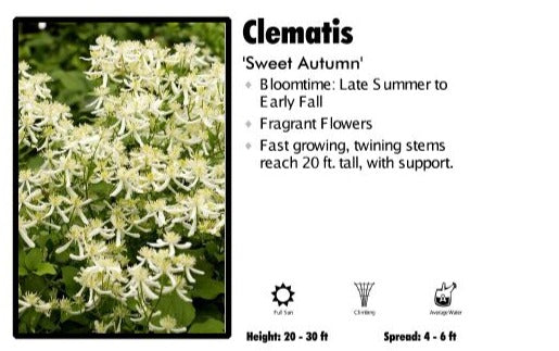 Clematis 'Sweet Autumn'