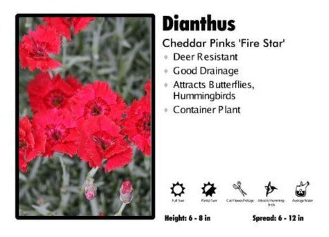 Dianthus ‘Fire Star’ Cheddar Pinks