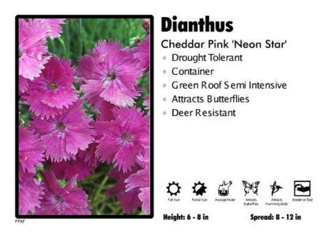 Dianthus ‘Neon Star’ Cheddar Pinks