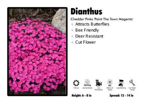 Dianthus ‘Paint The Town Magenta’ Cheddar Pinks