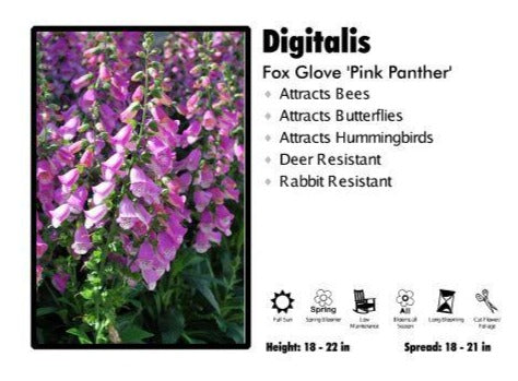 Digitalis ‘Pink Panther’ Foxglove