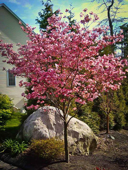 Dogwood - Cherokee Brave Red