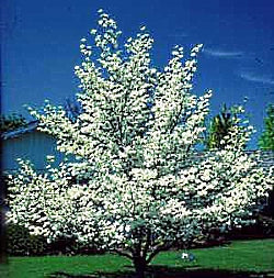 Dogwood - Cherokee Princess