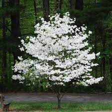 Dogwood - White Flowering Cloud Nine