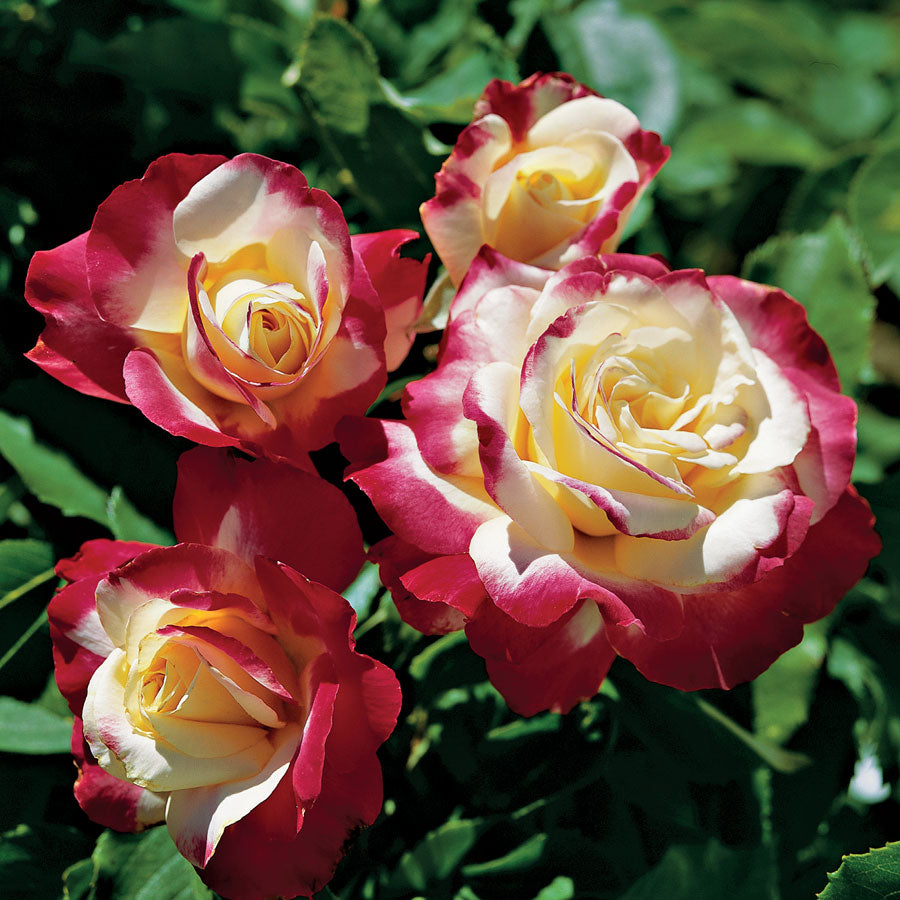 Rose - Double Delight Hybrid Tea