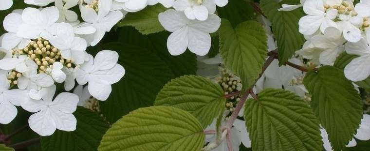 Viburnum - Shasta Doublefile