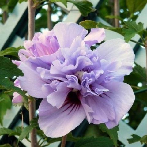 Rose of Sharon - Double Lavender Althea