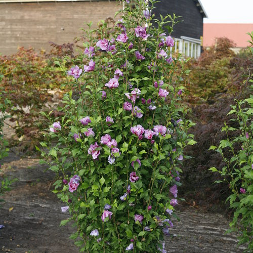 Rose of Sharon - Double Lavender Althea