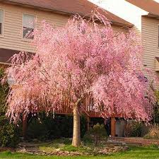 Cherry - Weeping Pink